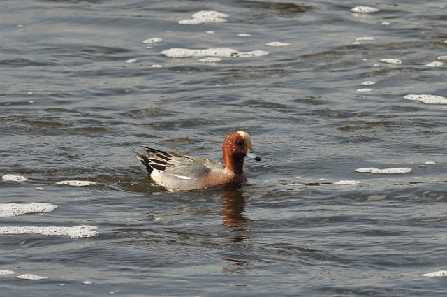05 03 15_2368_edited-1.jpg - HOLES BAY, POOLE HARBOUR, DORSET - 6.3.15